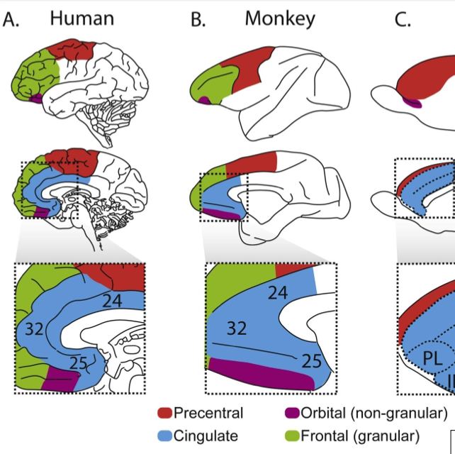 Between diff primate species (including humans) there isn’t a significant difference in spine # in V1, V2(mild difference)

however, granular PFC shows a significant different in terms of the number of spines in prefrontal pyramidal cells of humans (sig. more) than in NH primates **indicating**  the power of prefrontal cells.