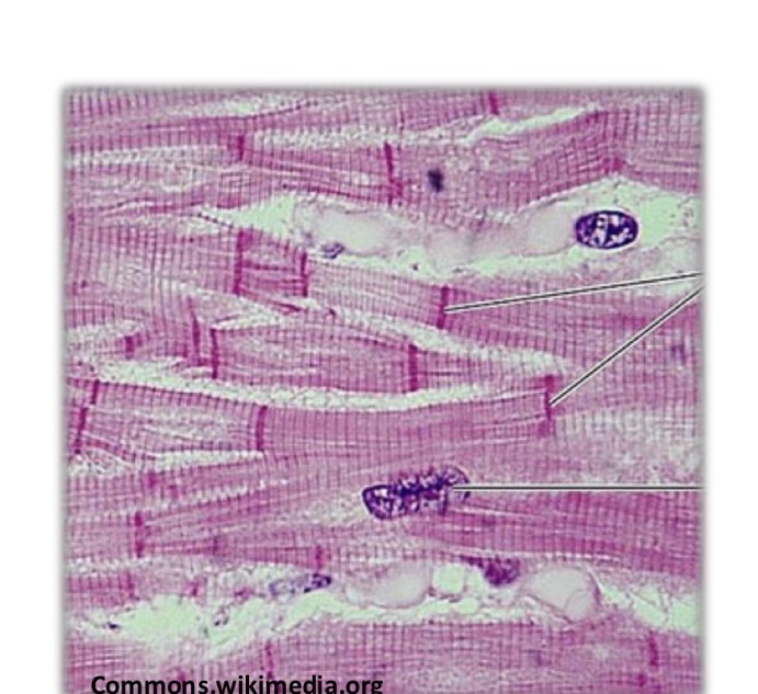 <p>Long cells with 1-2 nuclei</p><p>Ends of the fibers divide into bracnhes, which communicate thorugh intercalary discs at Z disk</p><p>40% of cytosol is mitochondra</p><p>Wrapped in endomysium, no perimysium and epimysium</p>