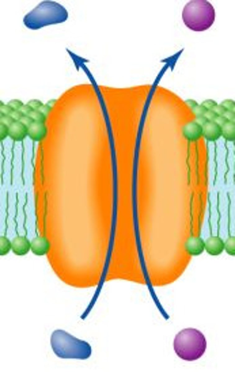 <p>carry two substances across the membrane in the same direction</p>