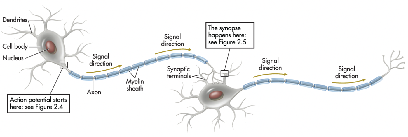 <p>Cell body, dendrites, axon, myelin sheath</p>