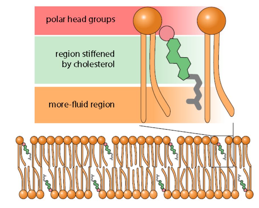 hydrophilic head, hydrophobic body & tail

attaches

helps the phospholipid bilayer maintain its fluidity in different environments