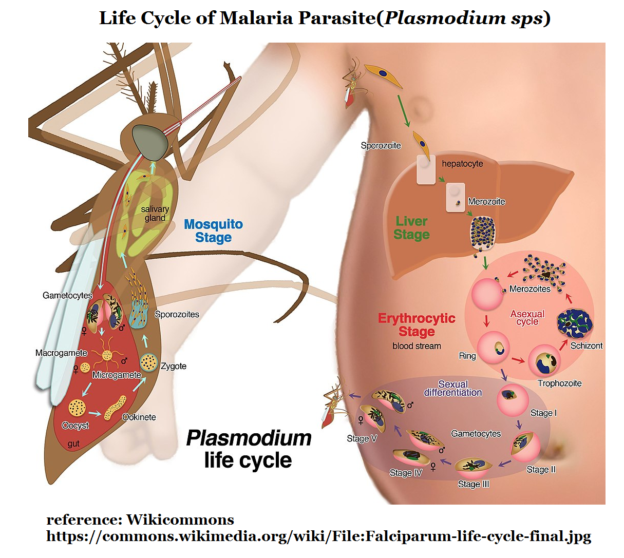 <p>Sporozoat nuk kanë organele për lëvizje.</p><p>Këto gjatë zhivllimit të tyre kalojnë nëpër fazën e sporës andaj kanë këtë emër.</p><ul><li><p><strong><em>Plasmodium Vivax </em></strong>(shkaktar i <em><u>Sëmundjes së Malarias)</u></em> </p></li></ul><p>Për ciklin jetësor të tij duhen dy nikoqirë (njeriu dhe mushkonja malarike e gjinisë Anopheles). Kur mushkonja thumbon njeriun, përmes pështymës së saj fut në gjak të njeriut <em>sporozoitet e plasmodiumit.</em></p><p><em>-Shumimi aseksual </em>i tij kryhet në gjak dhe inde të njeriut</p><p>-<em>Shumimi seksual</em> dhe formimi i sporeve infektive kryhet në trupin e mushkonjës</p><p></p>