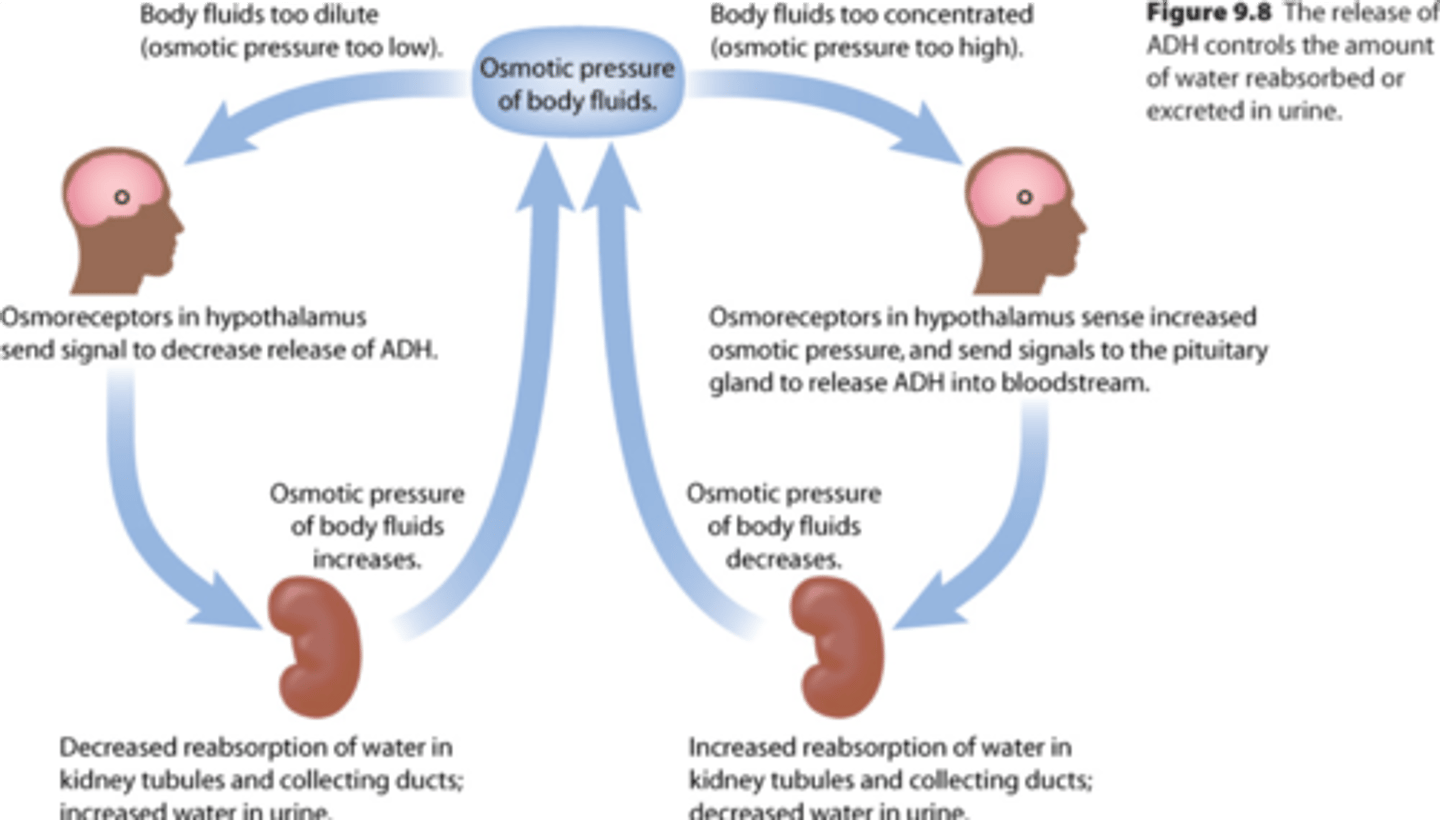 <p>- Osmoreceptors in the hypothalamus detect decrease in water</p><p>- More ADH is released from the pituitary gland</p><p>- Increased permeability of collecting duct walls and DCTs</p><p>- More water reabsorbed into blood</p><p>- Smaller volume of more concentrated urine produced</p>
