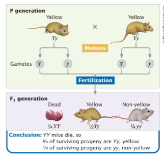 <p><span><span>Y is recessive lethal but color dominant</span></span></p>