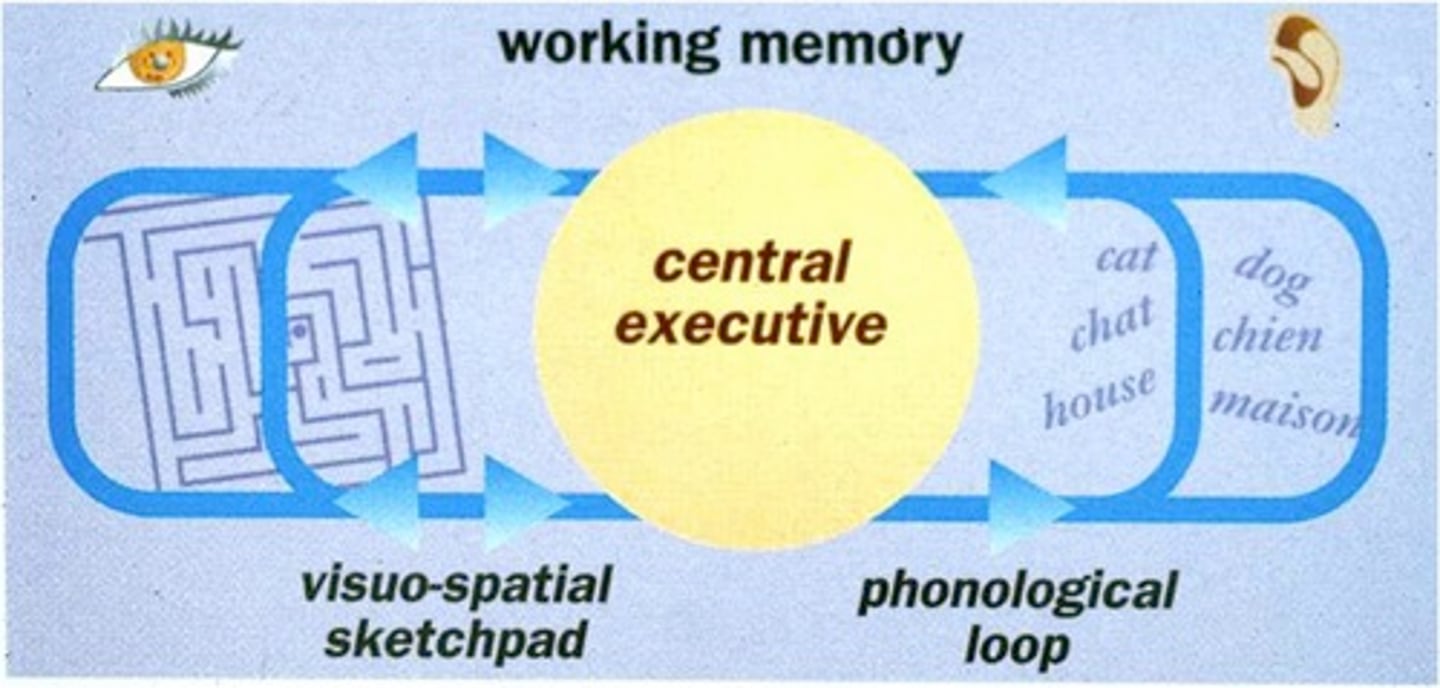 <p>the part of working memory that holds and processes verbal and auditory information</p>