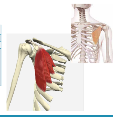 <p>Welke spier is dit</p>