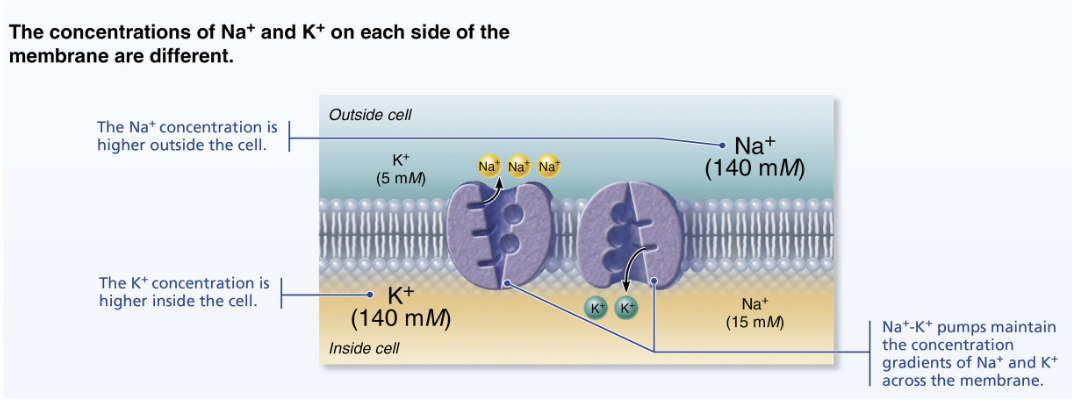 <p>Generating a resting membrane potential depends on differences in</p><ol><li><p>K and Na concentrations inside and outside cells</p></li><li><p>in the permeability of the plasma membrane to these ions</p></li></ol><p></p>