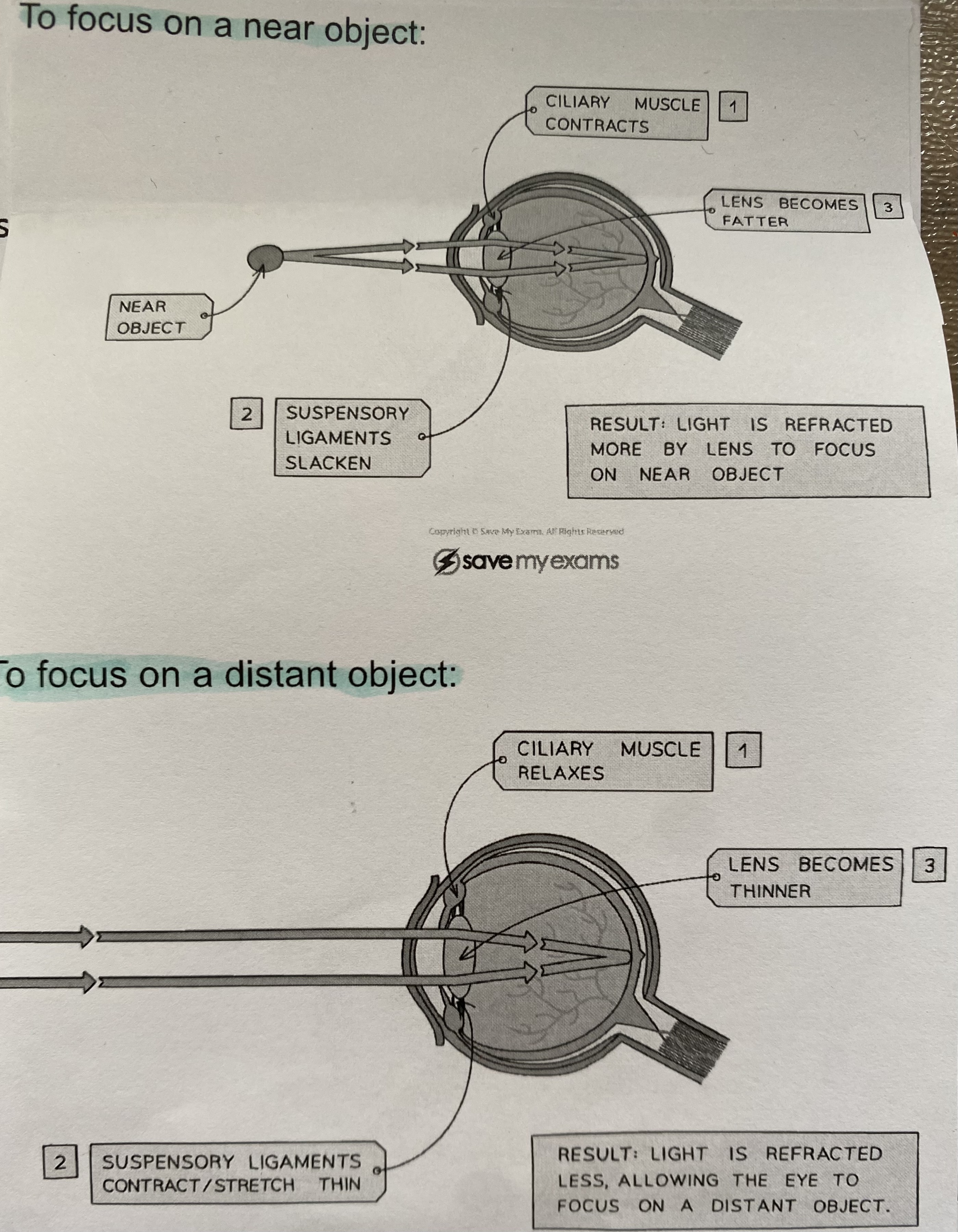 <p>near object - lens vefomes thicker, allowing the light rays to refract (bend) more strongly</p><p>Distant objects - lens is pulled thin, allowing the light rays to refract slightly </p>