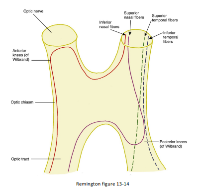 <p><strong>Cylindric</strong>, slightly flattened </p><p><strong>3.5 mm high x 5.1 mm long </strong></p><p><strong>Hippocampus </strong>is <strong>below </strong>the optic tract</p><p>Runs from the <strong>posterolateral corner of the chiasm to the LGN </strong></p><p>Fibers of the <strong>pupillomotor reflex</strong> <strong>leave </strong>the tract<strong> before reaching the LGN </strong>and pass by way of the <strong>superior brachium to the pretectal nucleus in the midbrain </strong></p><p><strong>Some project </strong>to the <strong>hypothalamus </strong>involved in the <strong>circadian rhythm </strong></p><p><strong>Some terminate </strong>in the <strong>superior colliculus </strong>- orientation/ eye saccades</p>