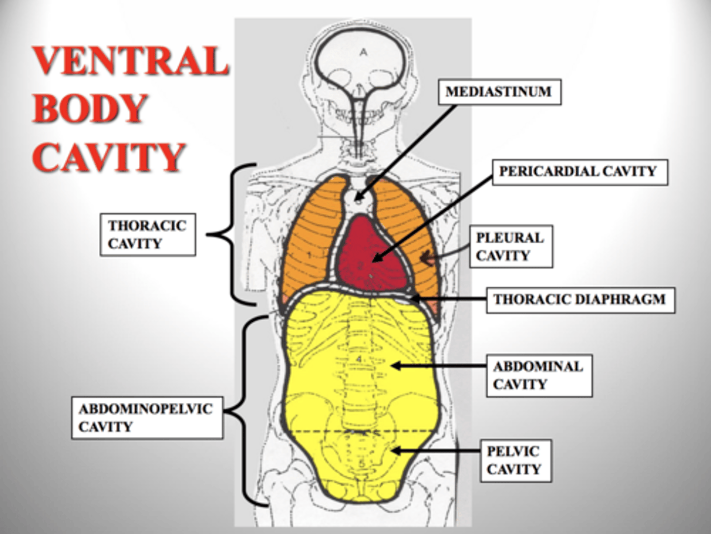 <p>Peritoneal cavity:Stomach,intestines, spleen, liver etc.</p><p>pelvic cavity: urinary bladder</p>