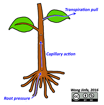 <p>Water is drawn through thin tubes without external force, water molecules stick to the sides and other water molecules. Water pressure from roots pushing from the roots forces the water upwards. Pulling pressure from leaves occurs when there’s a lack of water.</p>
