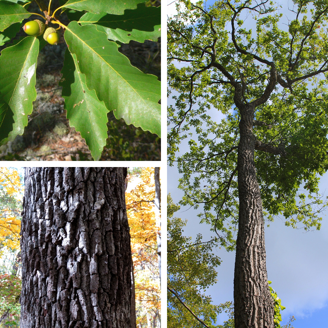 <p>Chestnut Oak</p><p>Not deeply lobed, more like smooth rounded teeth, furrowed deep grey bark, soft leaf bottoms</p>