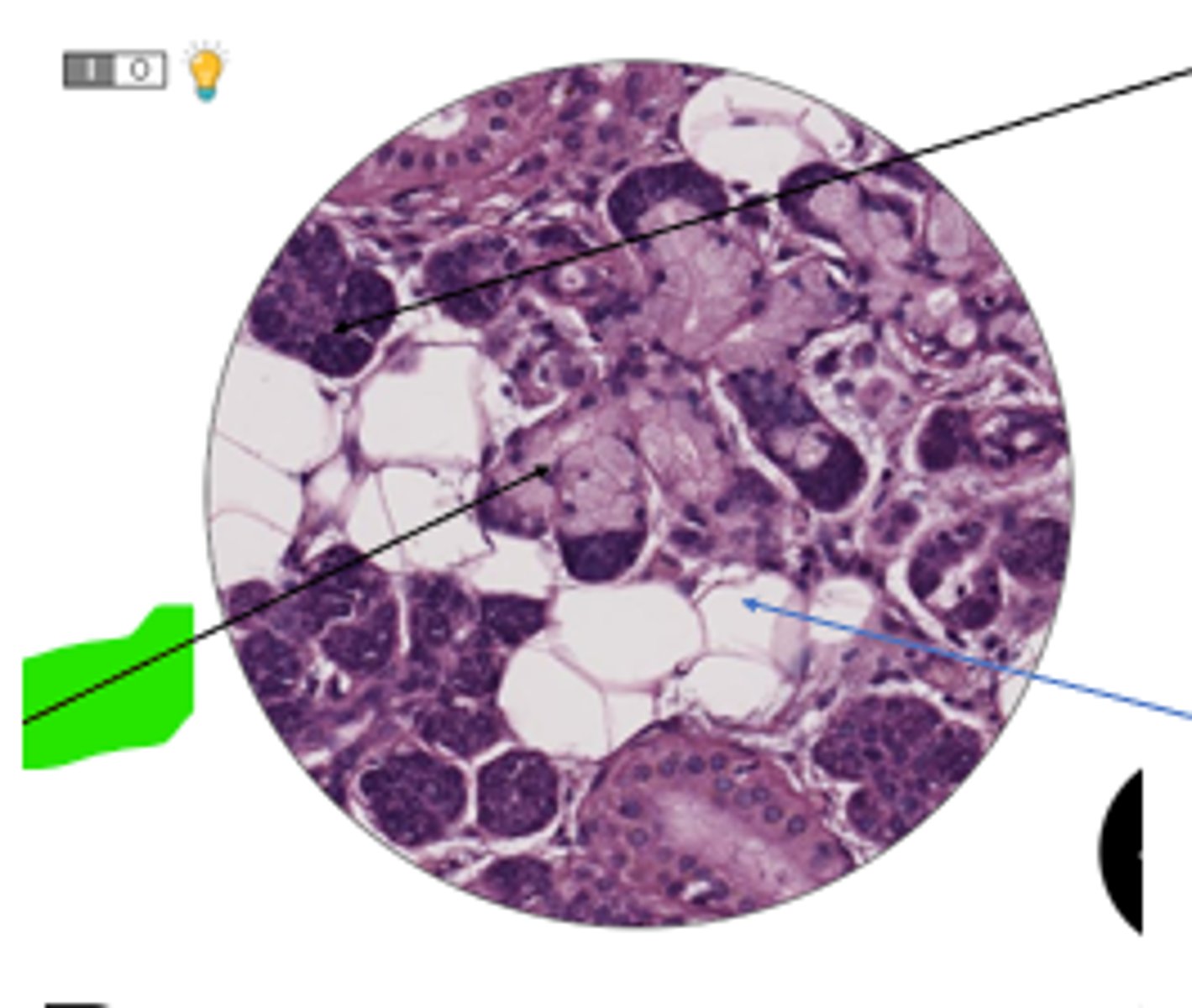 <p>cells and organ?</p>