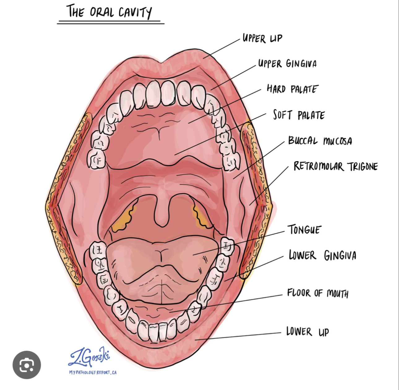 <p>The mouth and surrounding structures of it </p>