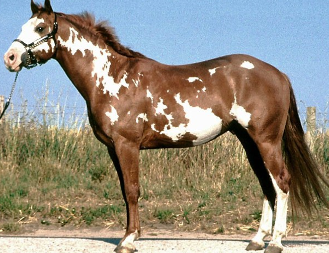 <p>What breed (pattern) is this horse?</p>