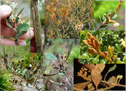 Family: Ericaceae
Common: rusty lyonia, crooked wood
Range: Native to SC, GA, FL
Habitat: dry, sandy soils, mixed hardwood, scrubs
Height: Up to 30ft
Persistence: Evergreen
Bark: tight, flaky bark
Leaves: simple, alternate, elliptic, acute + hard apex, margins entire, revolute, rusty scales on young growth and stem.
Flowers: nondescript.
Fruit: Woody capsule
Other: branches used for fake trees. 
Tolerances: low fire, mod to high drought, low flood