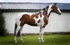 What horse breed?