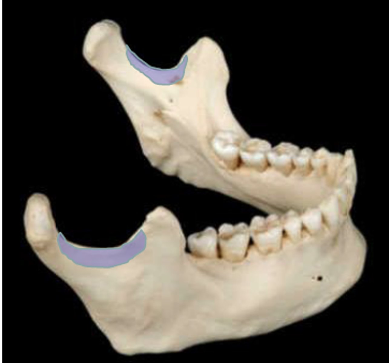 knowt flashcard image