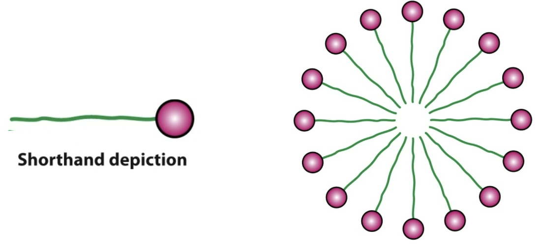 <p>In aqueous media, nonpolar tails of fatty acids sequester away from water and form a “micelle”→ remember hydrophobicity and the hydrophobic effect</p>