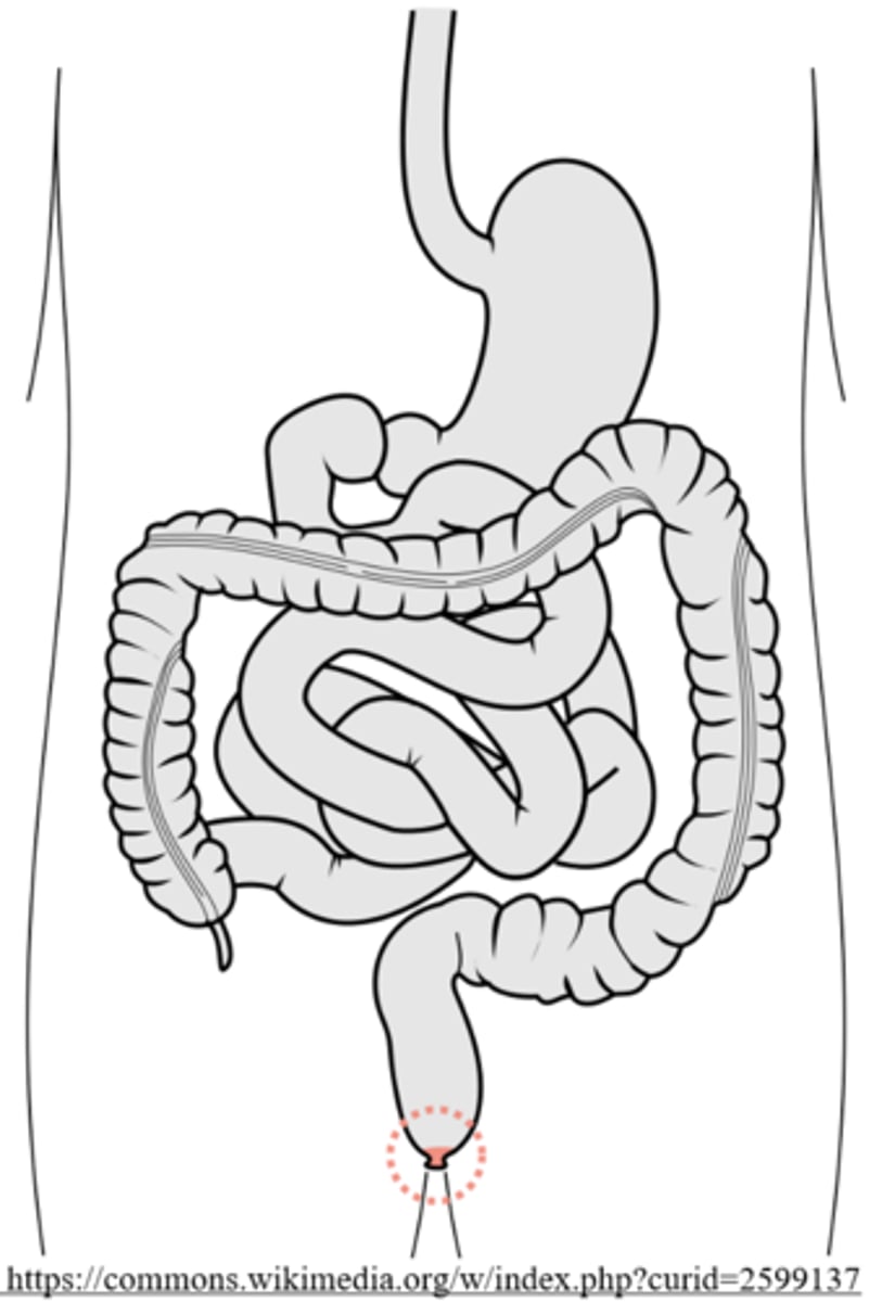 <p>anus</p>