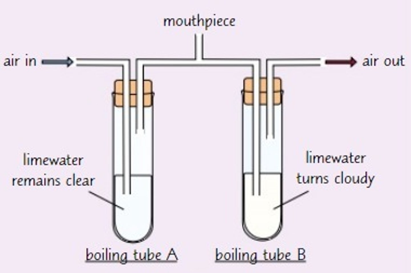 <p>- breath through the mouthpiece<br><br>- the first tube will remain clear as oxygen only has a bit of carbon dioxide<br><br>- when you breath out the carbon dioxide made when respiring will bubble through the limewater<br><br>- the limewater will turn cloudy proving that your breath has carbon dioxide</p>