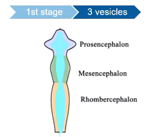 <p>• At the level of the neuropore: the rostral end of the neural tube develops rapidly and produces three vesicles, from rostral to caudal:</p><ul><li><p>Cranial Part - prosencephalon</p></li><li><p>Middle - mesencephalon</p></li><li><p>Caudal - rhombercephalon</p></li></ul><p></p>