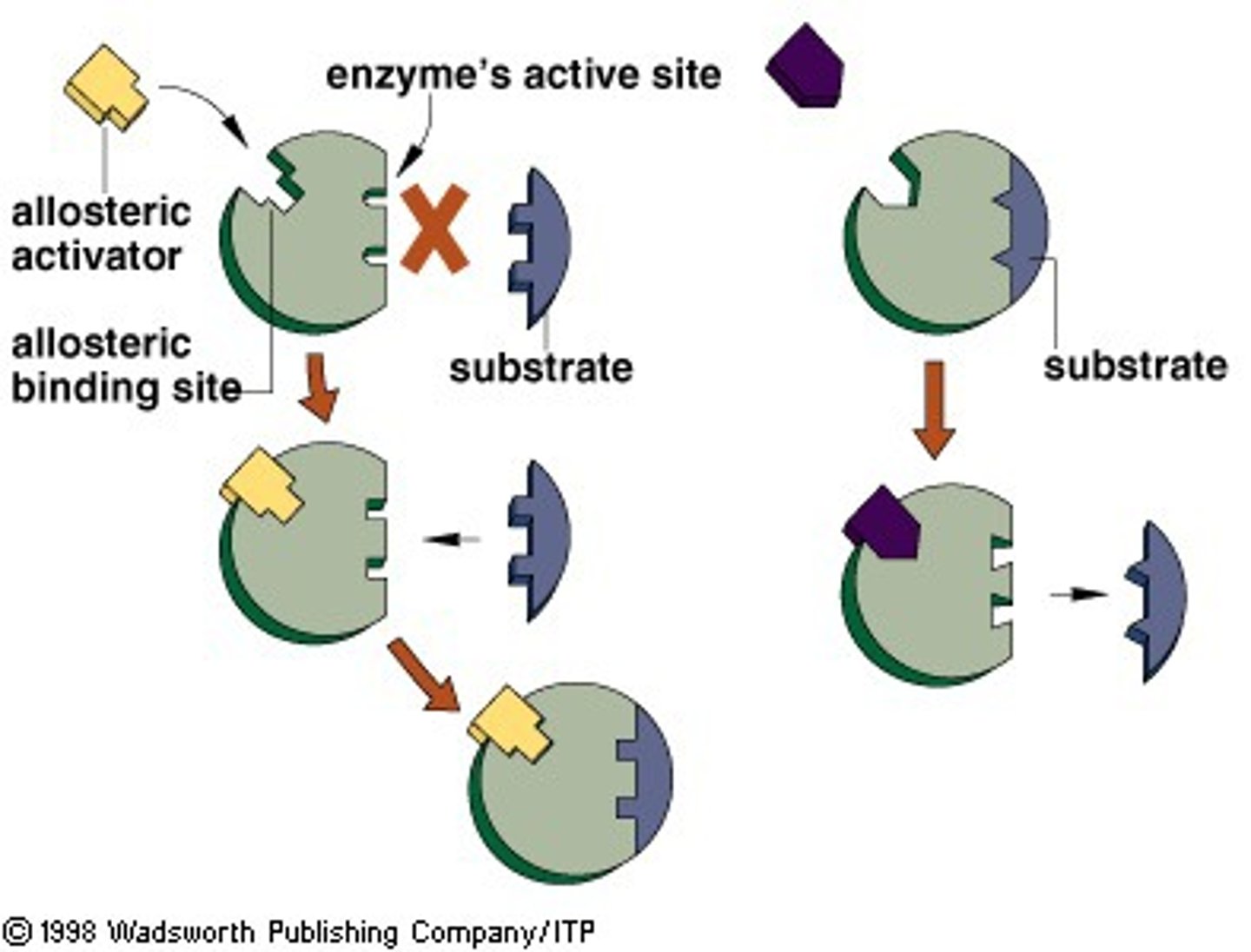 <p>A site on an enzyme other than the active site, to which a specific substance binds, thereby changing the shape and activity of the enzyme.</p>