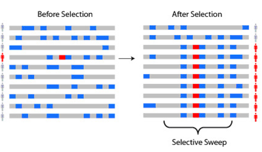 <p>process by which a new advantageous mutation eliminates or reduces variation in linked neutral sites as it increases in frequency in the population</p>