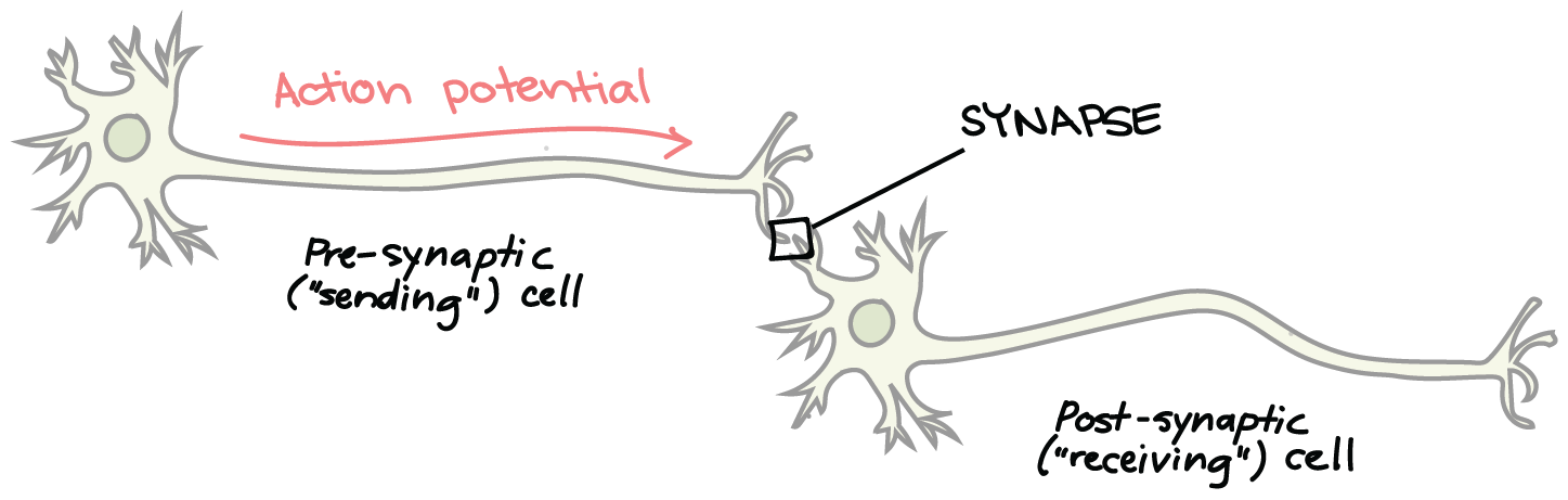 <p>The places where neurons connect and communicate with each other are called synapses.</p>