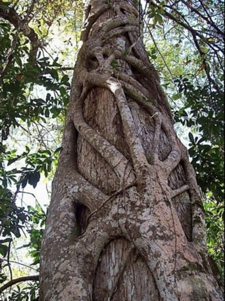 <p>climbs and "chokes" tree</p>
