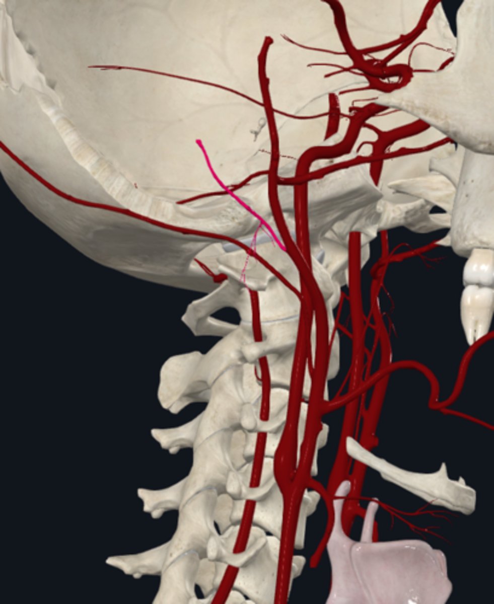 <p>The posterior auricular artery (posterior) of the external carotid artery supply what?</p>