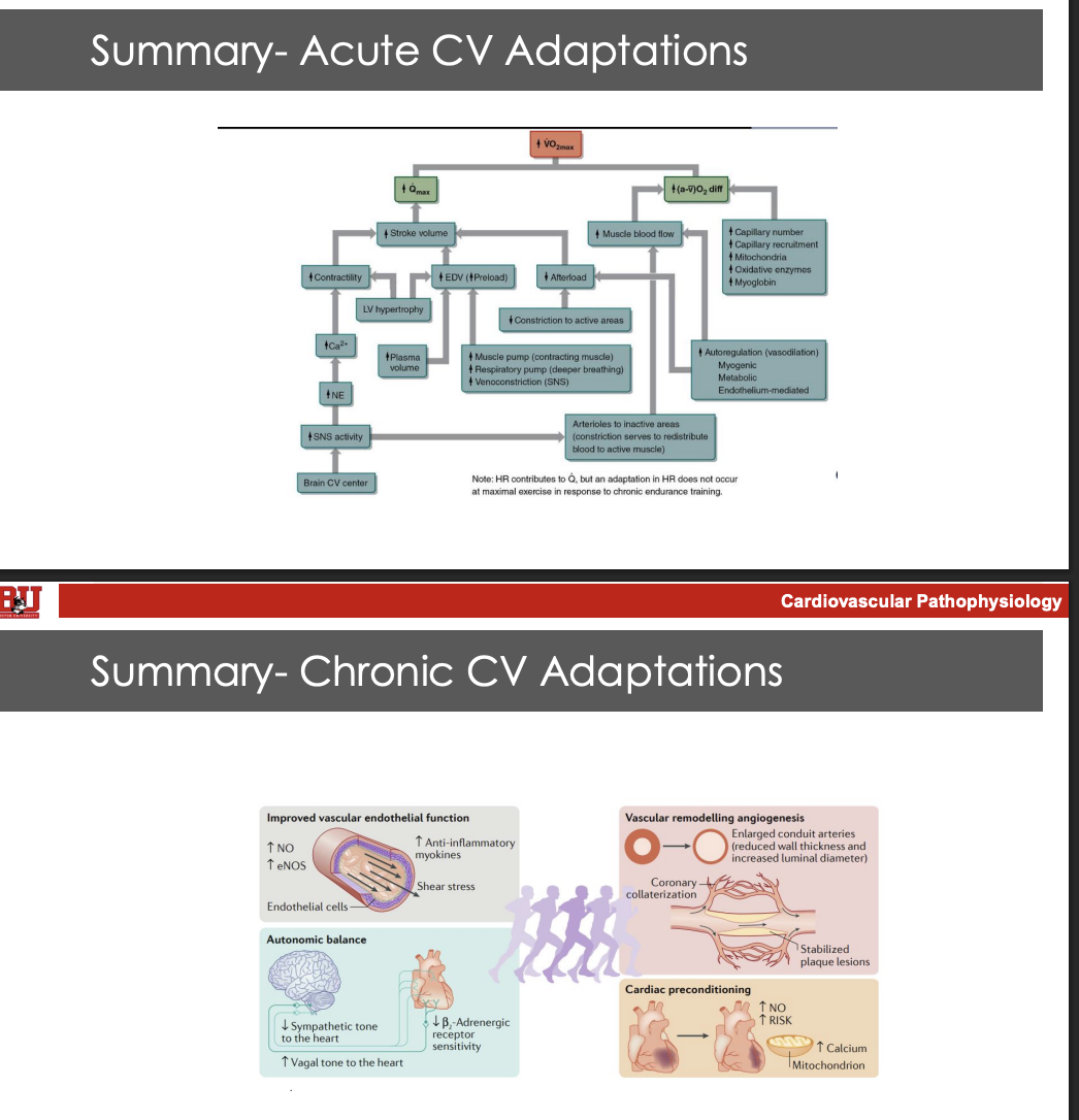 <ol><li><p><span style="background-color: transparent;"><span>Increased hr and sbp iniduce circumfrential strain on the aorta parealleed with peak flow</span></span></p></li><li><p><span style="background-color: transparent;"><span>Strain activates endothelium independent vasodiletory pathways </span></span></p><ol><li><p><span style="background-color: transparent;"><span>Enos</span></span></p></li><li><p><span style="background-color: transparent;"><span>Edhf</span></span></p></li></ol></li><li><p><span style="background-color: transparent;"><span>Chronically elevated BP: ROS+ adheaasion molecules >> enos </span></span></p></li></ol><p></p>