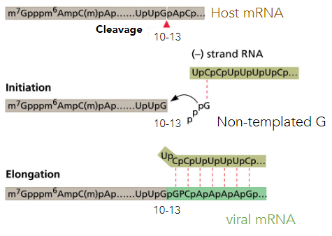 Initiation of viral mRNA synthesis (transcription); first 10-20 residues of a host cell RNA are removed and used as the 5′ cap and primer to initiate the synthesis of the new viral mRNA

* Inhibits cellular mRNA expression and masks viral RNAs from PRRs
* PB2 responsible for cap recognition