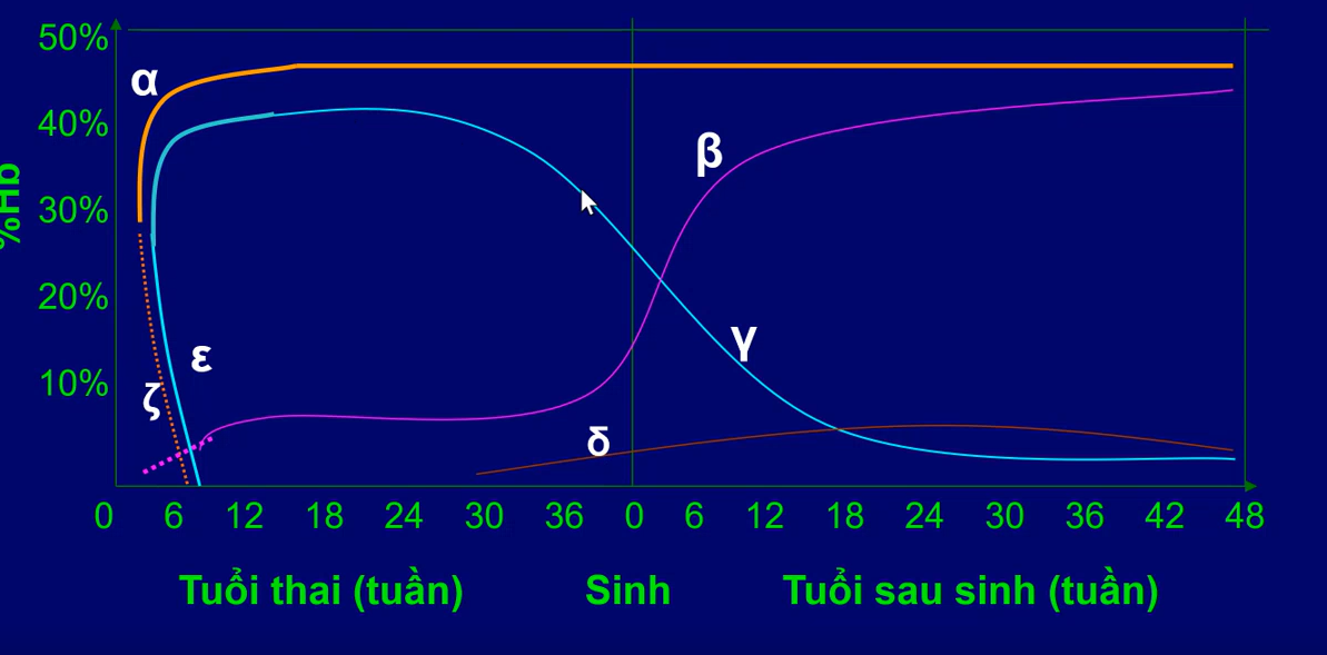 <p>Trong 8 tuần đầu nồng độ zeta và omega chiếm chủ yếu và giảm dần về 0</p><p>Sau 8 tuần:</p><p>-Nồng độ chuỗi alpha tăng lên và giữ cao</p><p>-Nồng độ gamma tăng và giảm dần sau khi sinh</p><p>-Nồng độ beta và delta tăng dần vào cuối thai kì sau đó beta cao còn delta giữ ở mức thấp</p>