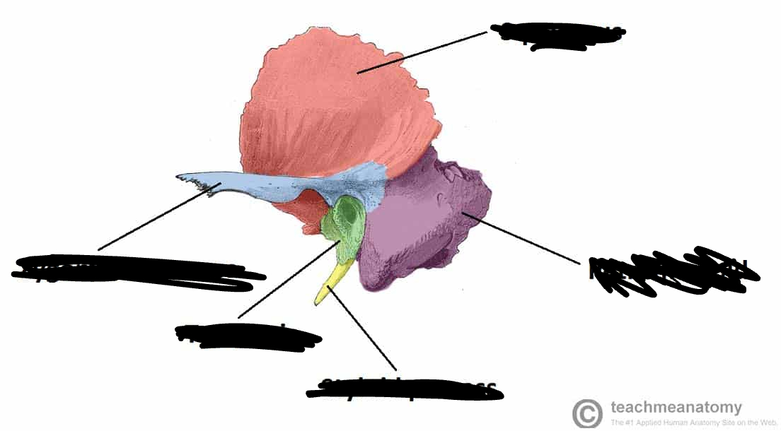 <p>bony marking? (purple)</p>