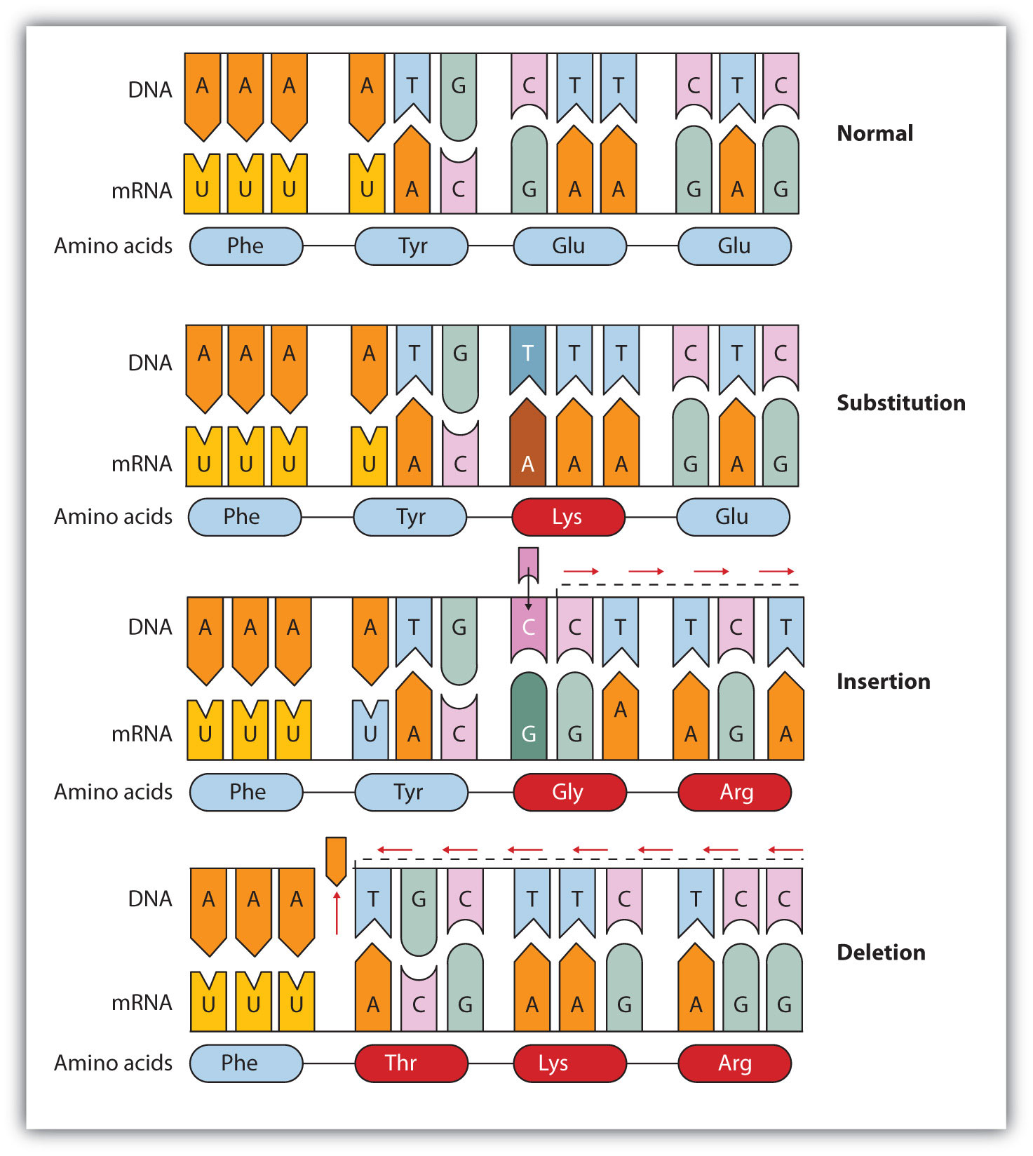 <p>Be able to <span style="background-color: transparent;"><span>use the following DNA sequence, identify each of the following:&nbsp; Substitution, insertion and deletion mutations.</span></span></p>