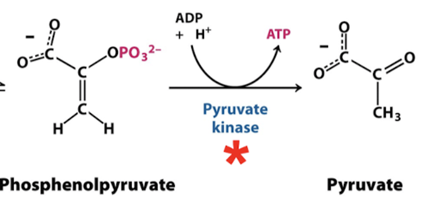<p>pyruvate kinase</p><p>-phosphenolpyruvate into pyruvate</p><p>*produces ATP</p><p>REGULATED</p>