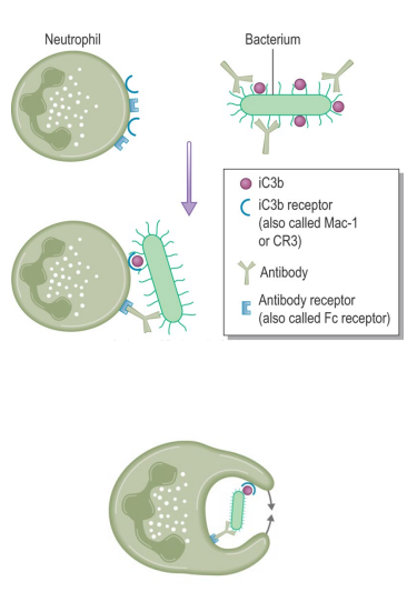 <ul><li><p>Neutrophils are inefficient at engulfing bacteria without opsonins e.g. <strong>complement C3b</strong></p></li><li><p>Opsonins bind bacterial surface and interact with neutrophil receptors</p></li><li><p>This triggers <strong>pseudopodia formation</strong> to engulf the bacterium into a <strong>phagosome</strong></p></li><li><p>The bacterium is then killed via <strong>oxygen-dependent & oxygen-independent mechanisms</strong></p></li></ul><p></p>