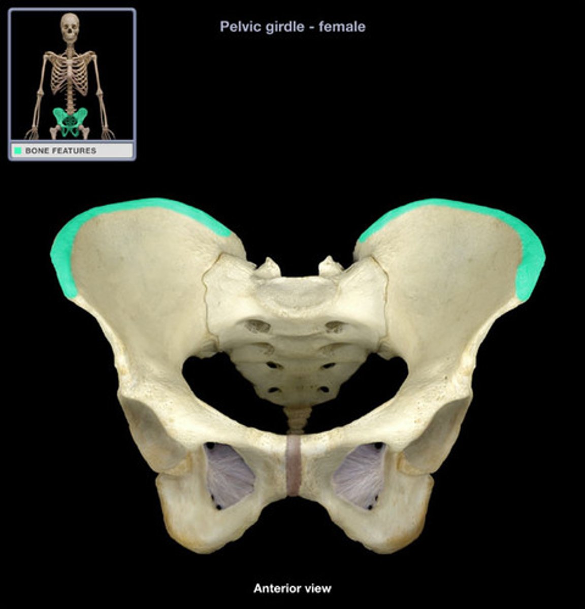 <p>Site of muscle attachment</p>