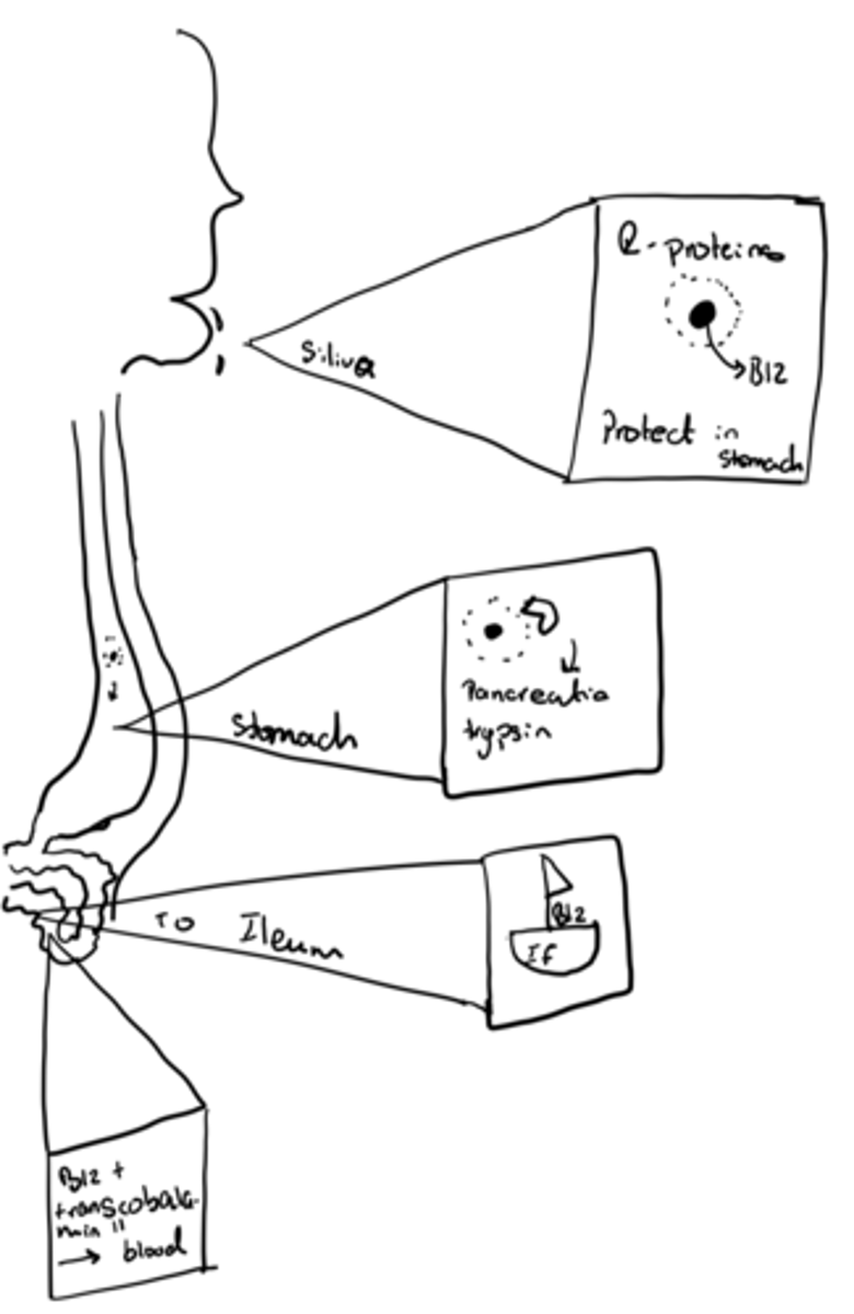 <p>-Dimerises &amp; then the dimer binds to 2 molecules of B12</p><p>-R-proteins (Haptocorrin) in the saliva protect the B12- allows it through the stomach</p><p>-When it passes the stomach, the pancreatic trypsin releases B12 from the protein.</p><p>-IF transport B12 to ileum.</p><p>-Complex absorbed via a specialised absorption system in the ileum (B12 binds to transcobalamin II and then taken into blood stream)</p>