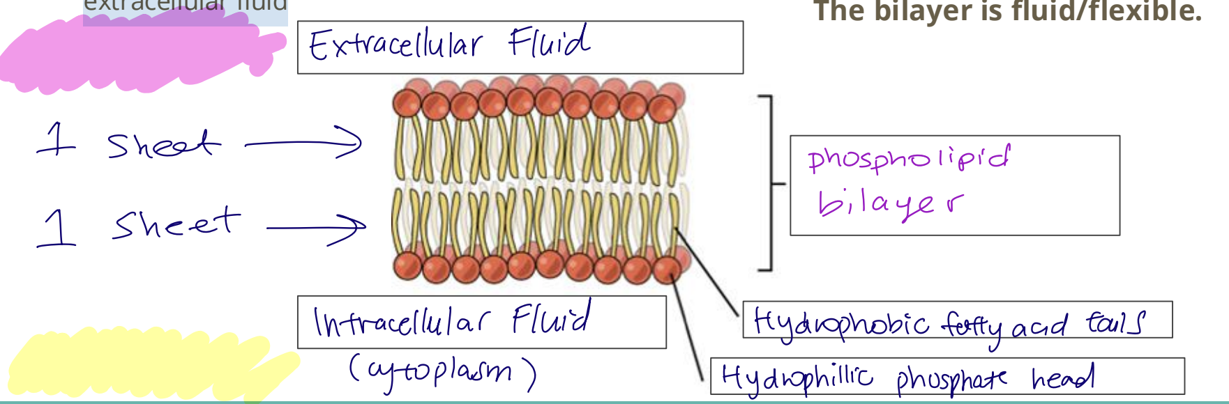 <p>Hydrophobic tails point inwards</p><ul><li><p><strong>Hydrophobic interactions between tails hold bilayer together [1]</strong></p></li></ul><ul><li><p><strong>Naturally forms a continuous sheet in water [1]</strong></p></li><li><p><strong>Hydrophilic heads attracted to water in cytoplasm or extracellular fluid [1]</strong></p></li></ul><p>Photo annotation [5]</p>