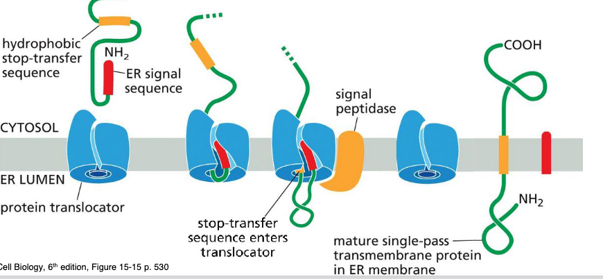 <ul><li><p>N-term signal sequence initiates translocation</p></li><li><p>process is halted by additional sequence of hydrophobic aa, stop-transfer sequence</p></li></ul>