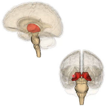 <p>gateway to the cerebral cortex</p><p>relay for motor information—basal ganglia (VA) and cerebellum(VL)</p><p>relay for sensory information—almost all sensory, cerebellar, BG, limbic pathways have neuronal relays in these nuclei; spinal pathways (VPL) and cranial pathways (VPM)</p><p>processes and refines information sent to cerebral cortex</p><p>receive, process, sort, send info back and forth between lobes of brain (arousal)</p>