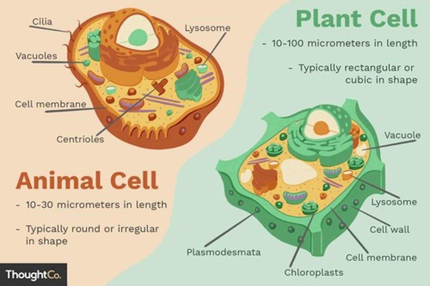 <p>A rigid outer layer found in plant cells, fungi, and some bacteria and archaea.</p>
