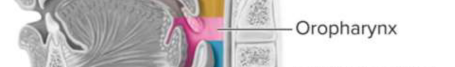 <p>Oropharynx</p>