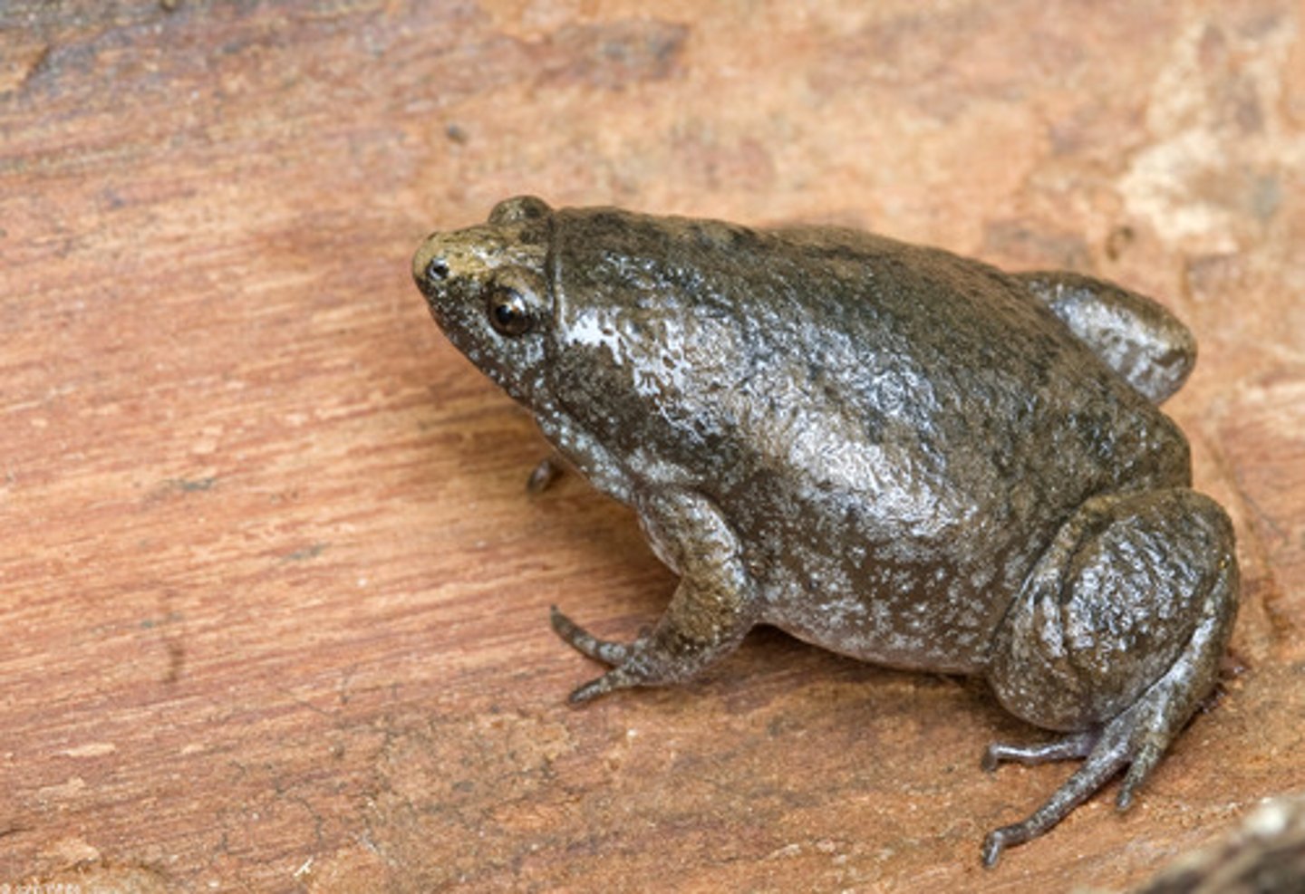 <p>Eastern Narrow-mouthed Toad</p>