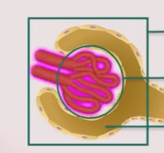 <p>Kumpulan kapiler darah dalam kapsula bowman</p>