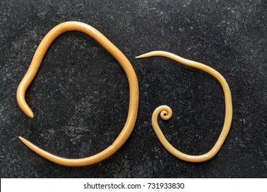 <p>Ascaris (Roundworm)</p>