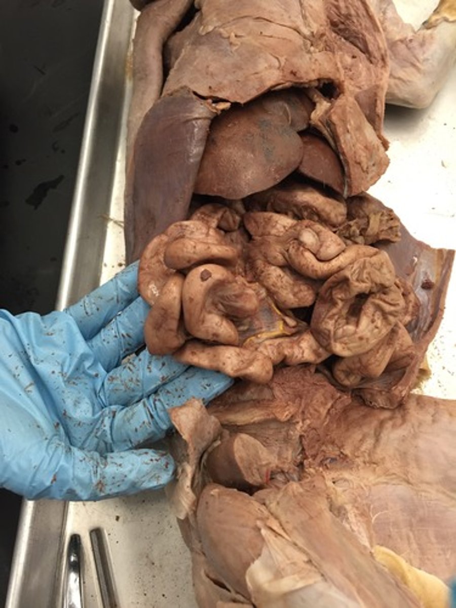 <p>between stomach and large intestine</p>