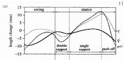 <p><strong>Discuss this graph.</strong></p><ul><li><p>Dotted Line = Muscle Tendon Complex</p></li><li><p>Dark Line = Muscle Fascicle (labelled “F”)</p></li><li><p>Light Line = Tendon (labelled T)</p></li></ul>